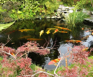 We have the instructions and materials to build a water garden like this!