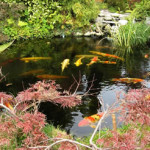 We have the instructions and materials to build a water garden like this!